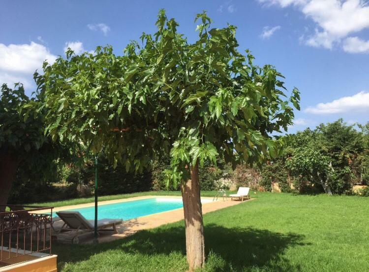 Relaxing Villa With Swimming Pool And Garden Agios Georgios (Attica) Exterior foto