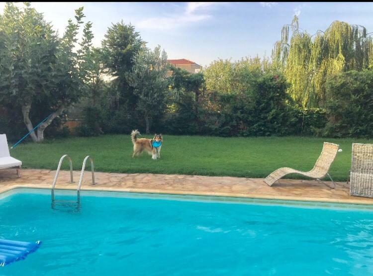 Relaxing Villa With Swimming Pool And Garden Agios Georgios (Attica) Exterior foto
